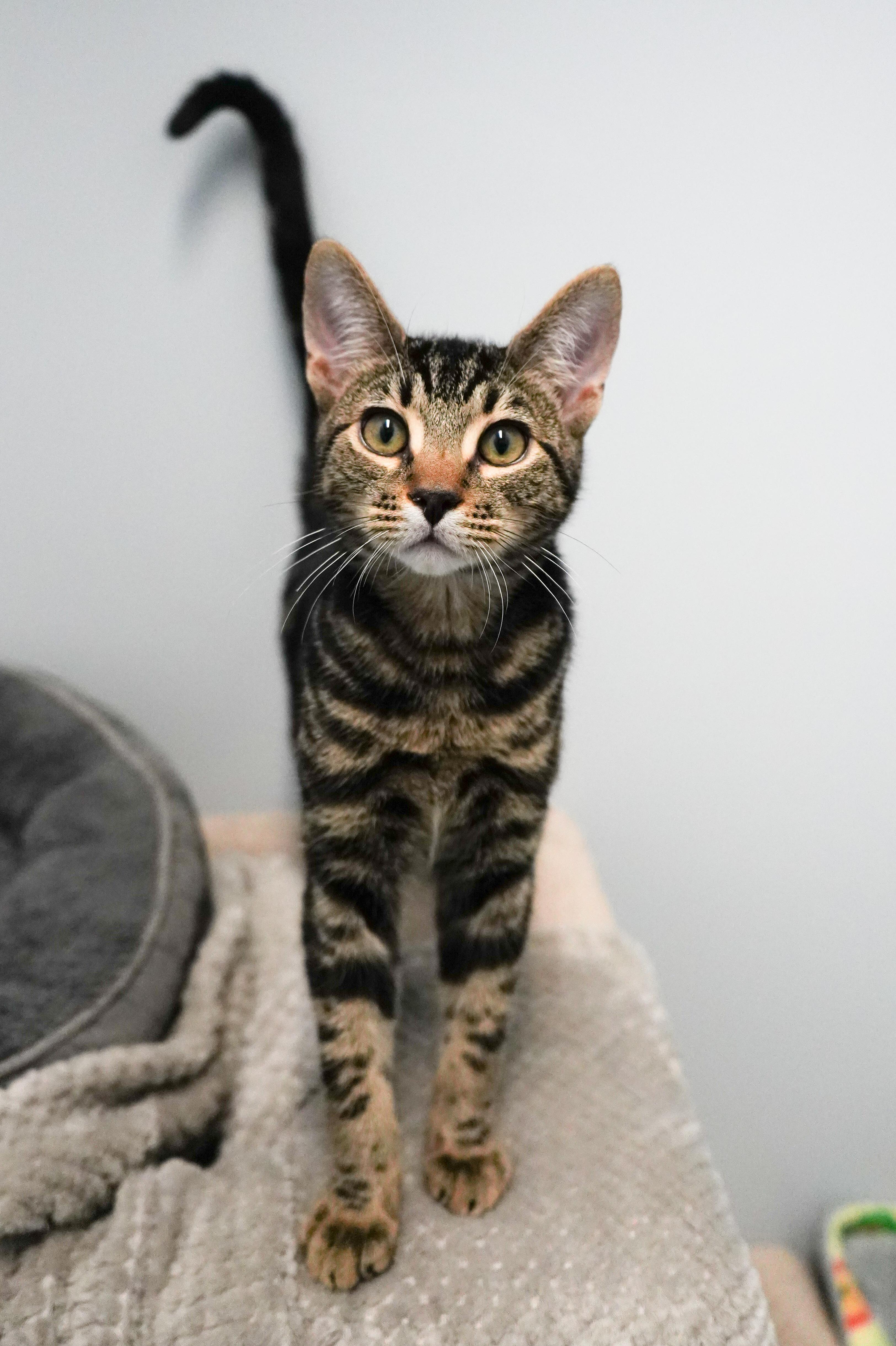 Enlarge Dedric, a Adopted mixed breed in Whistler, BC image 3/4