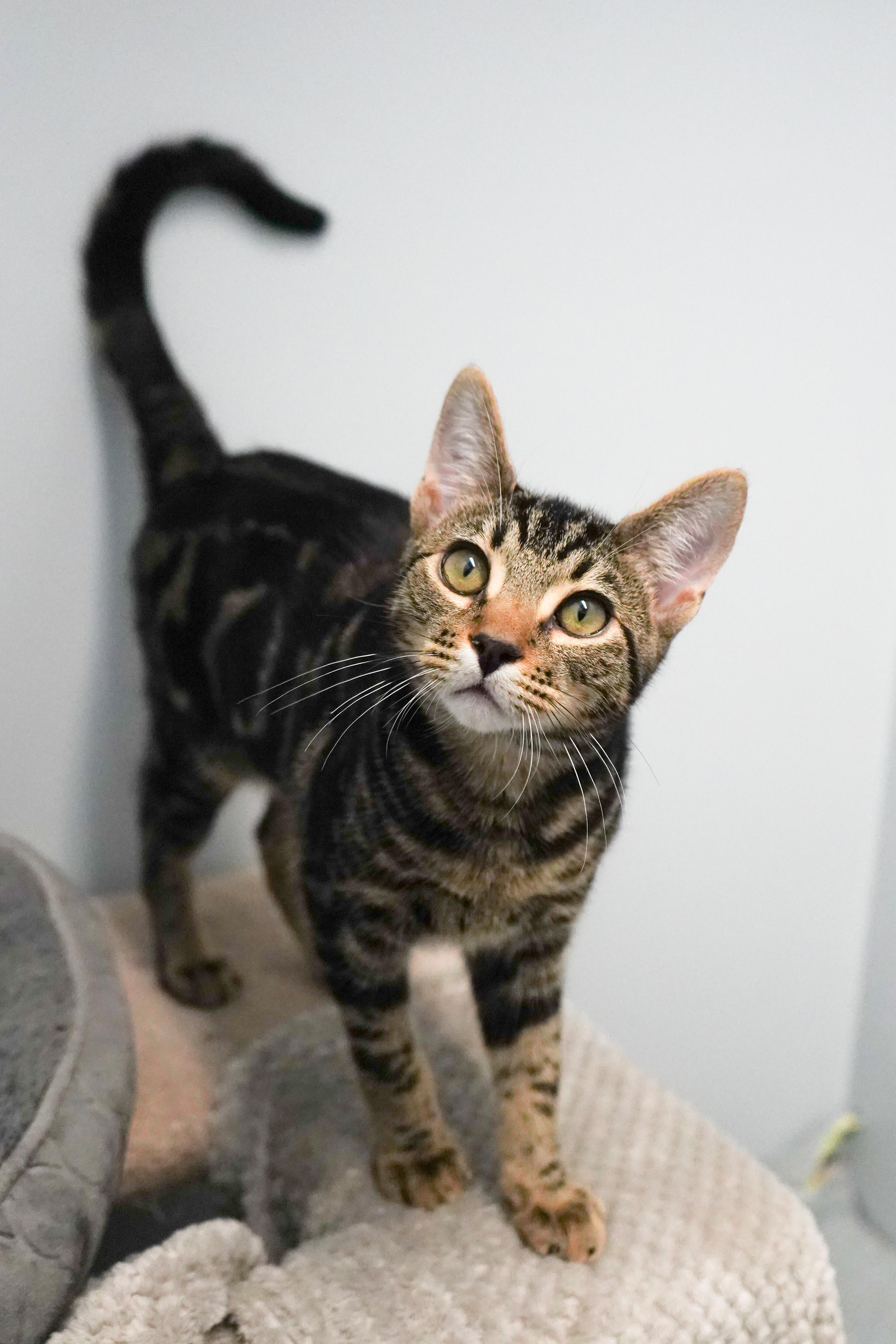 Enlarge Dedric, a Adopted mixed breed in Whistler, BC image 4/4