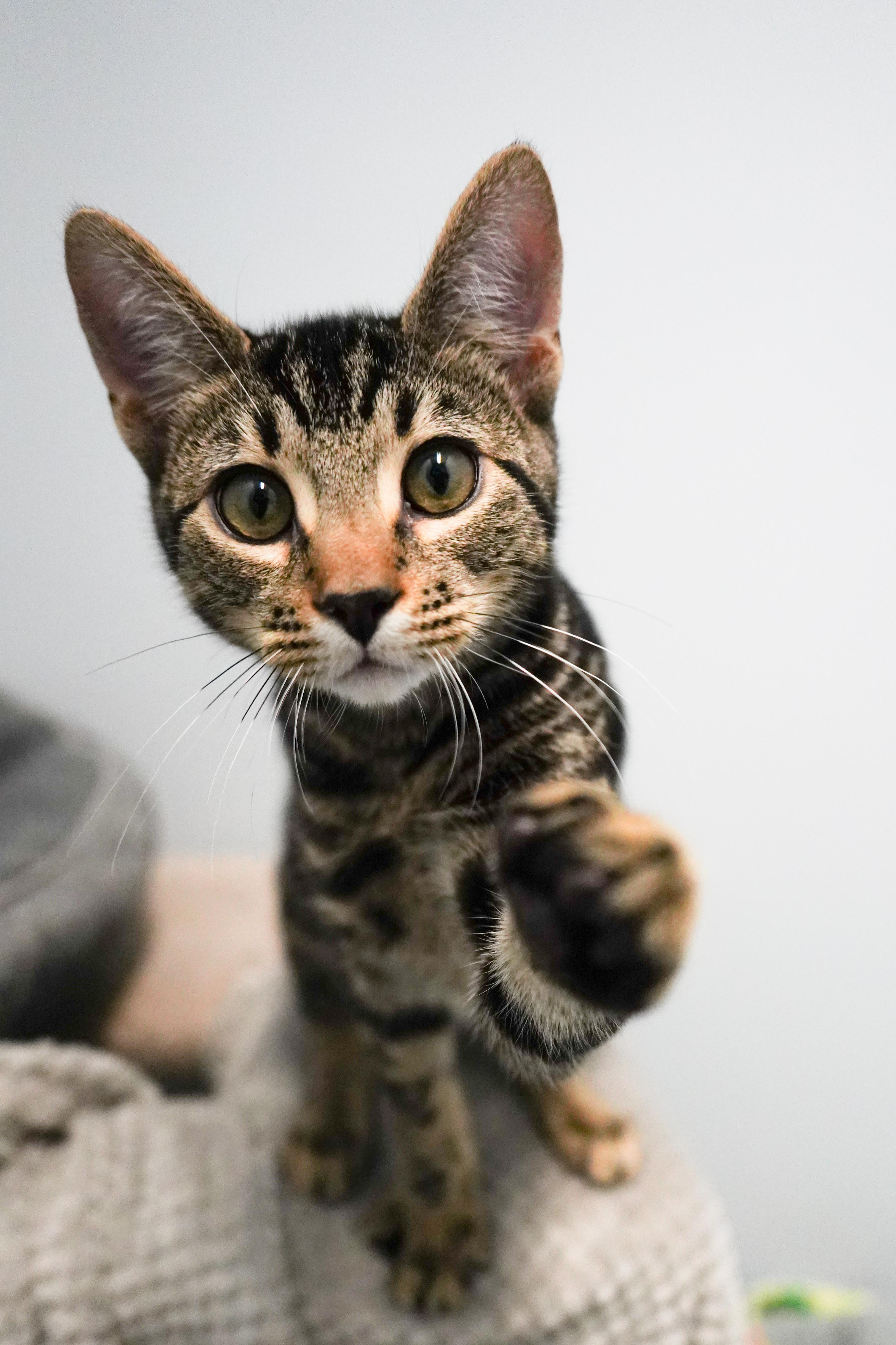 Dedric, Adopted, Young Male Domestic Short Hair.