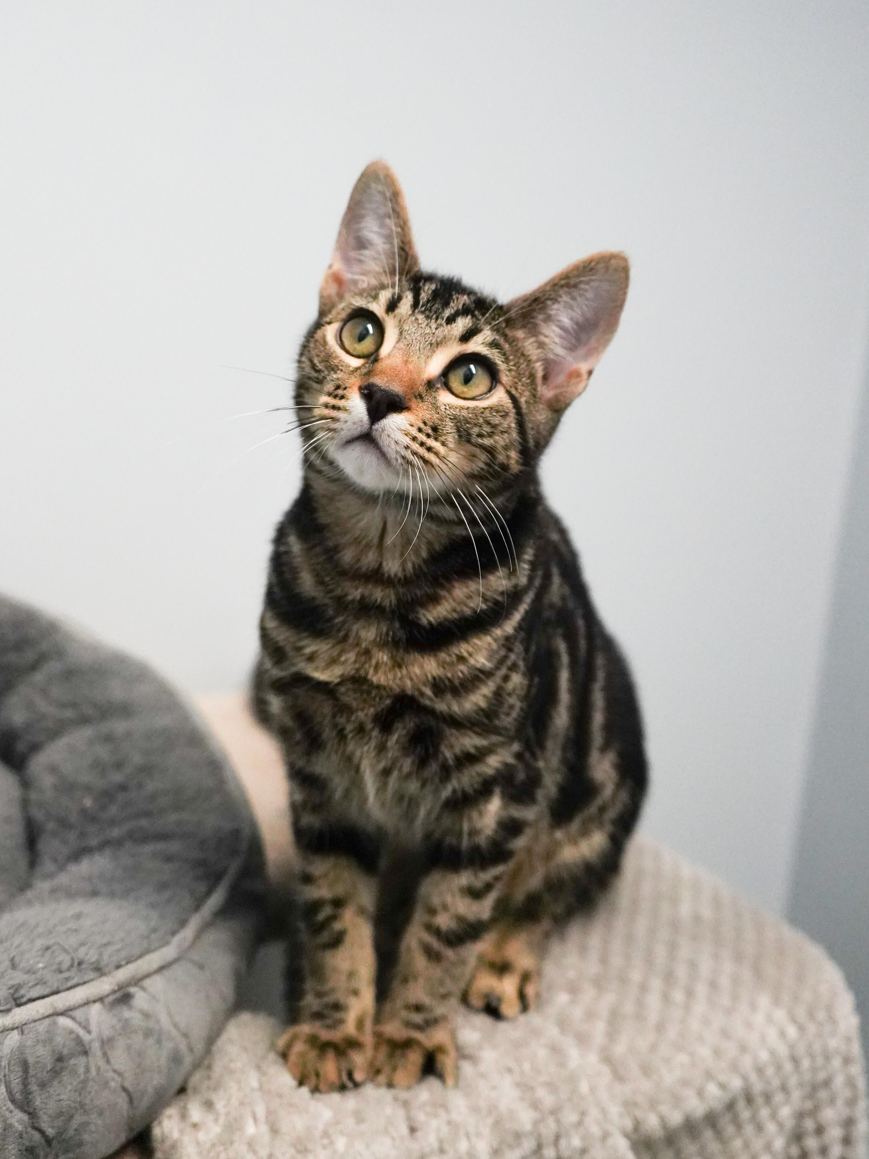 Enlarge Dedric, a Adopted mixed breed in Whistler, BC image 2/4