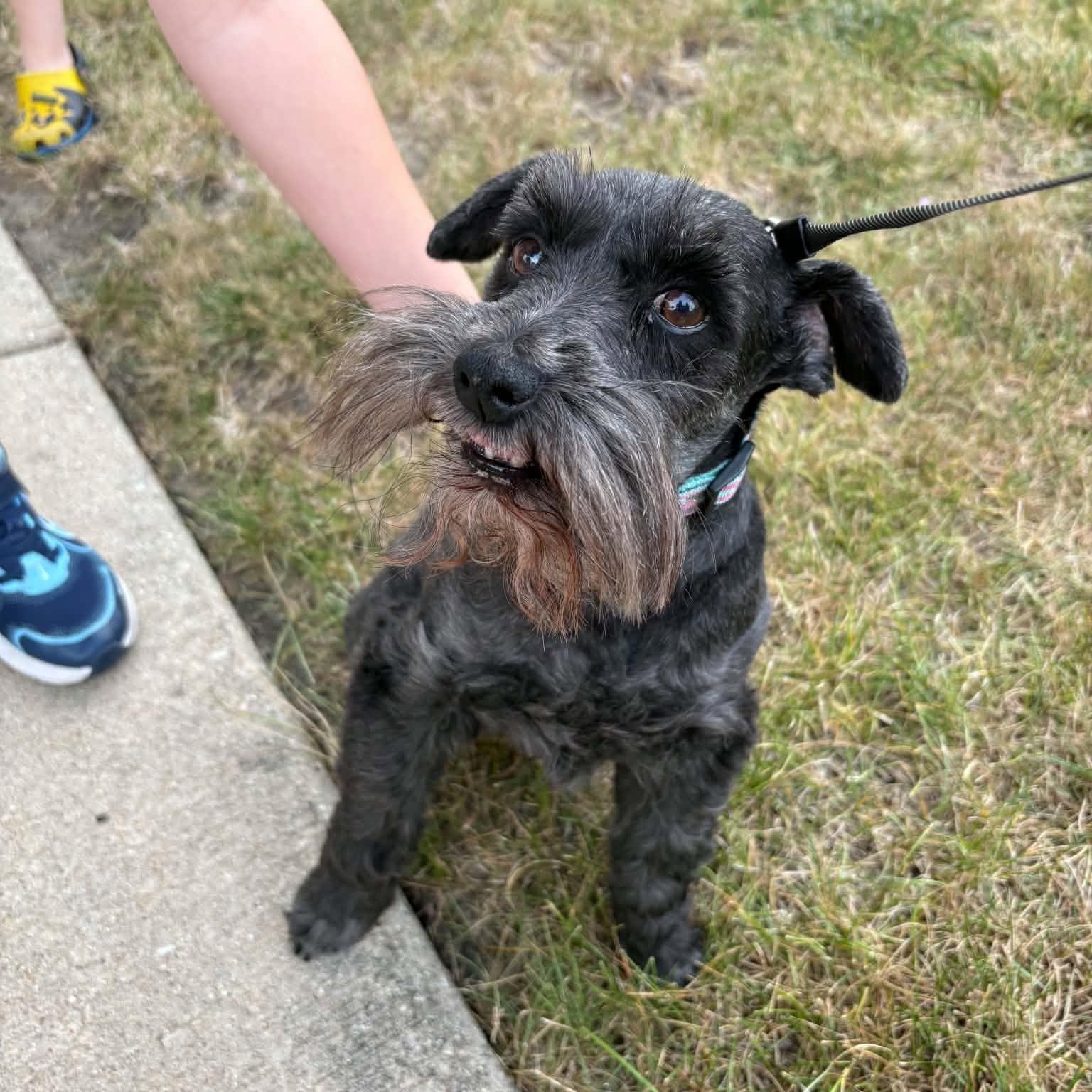 Shadow (bonded with Sunnie), Adoptable, Senior Male Miniature Schnauzer.