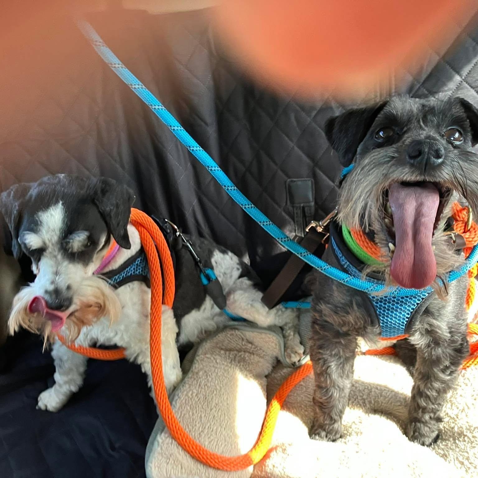 Enlarge Shadow (bonded with Sunnie), a Adoptable Miniature Schnauzer in Homer Glen, IL image 4/5