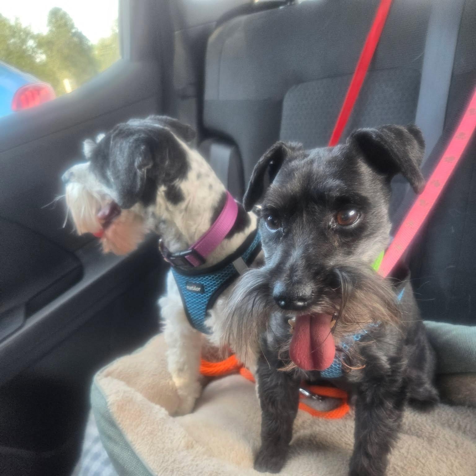 Enlarge Shadow (bonded with Sunnie), a Adoptable Miniature Schnauzer in Homer Glen, IL image 5/5