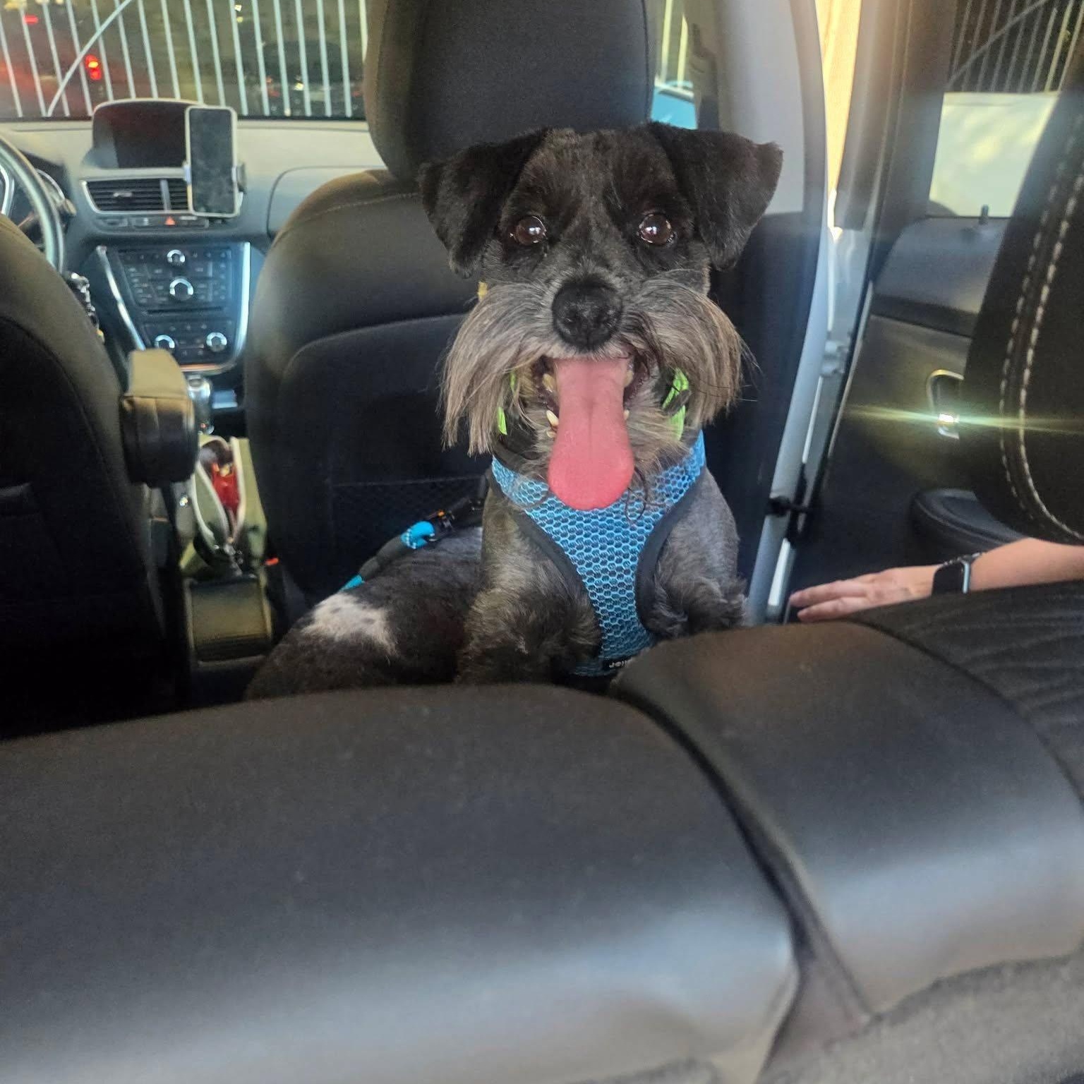 Enlarge Shadow (bonded with Sunnie), a Adoptable Miniature Schnauzer in Homer Glen, IL image 2/5