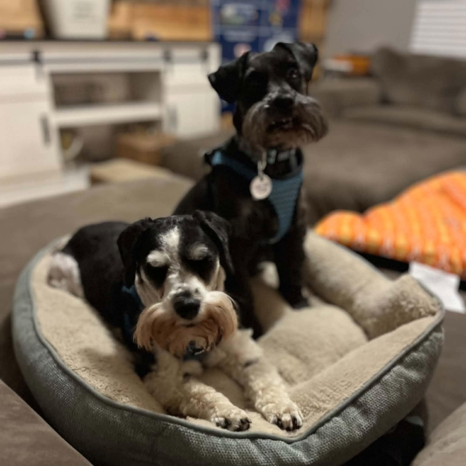 Enlarge Shadow (bonded with Sunnie), a Adoptable Miniature Schnauzer in Homer Glen, IL image 3/5