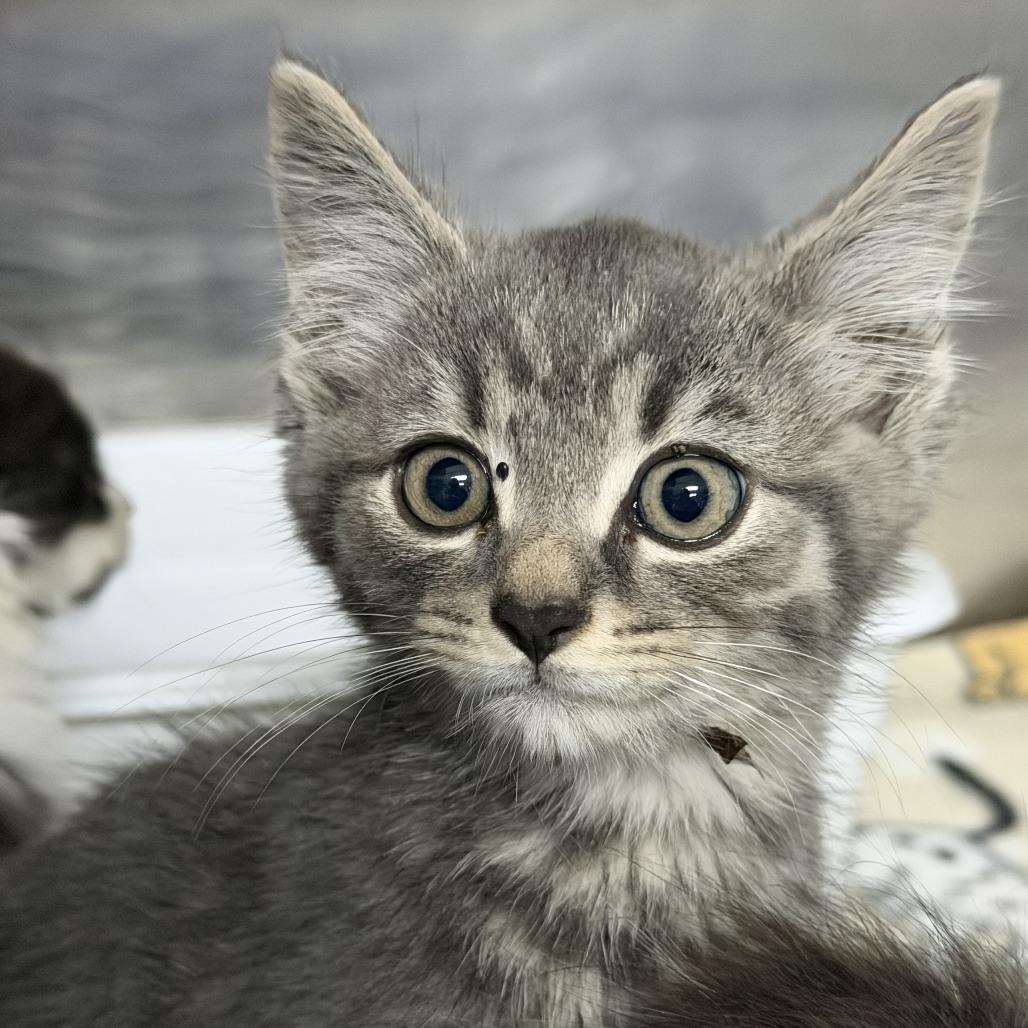 Willoby, Adoptable, Kitten Male Domestic Short Hair.