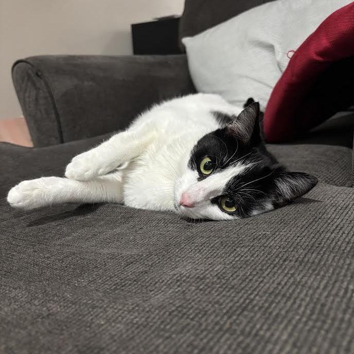 Valentina, Adoptable, Adult Female Domestic Short Hair.