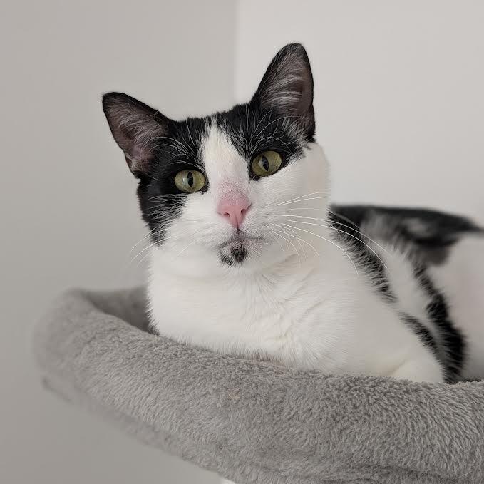 Enlarge Valentina, a Adoptable Domestic Short Hair in Madison, WI image 2/6