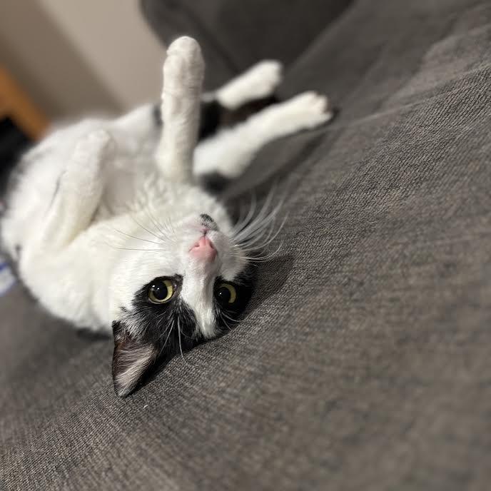 Enlarge Valentina, a Adoptable Domestic Short Hair in Madison, WI image 3/6