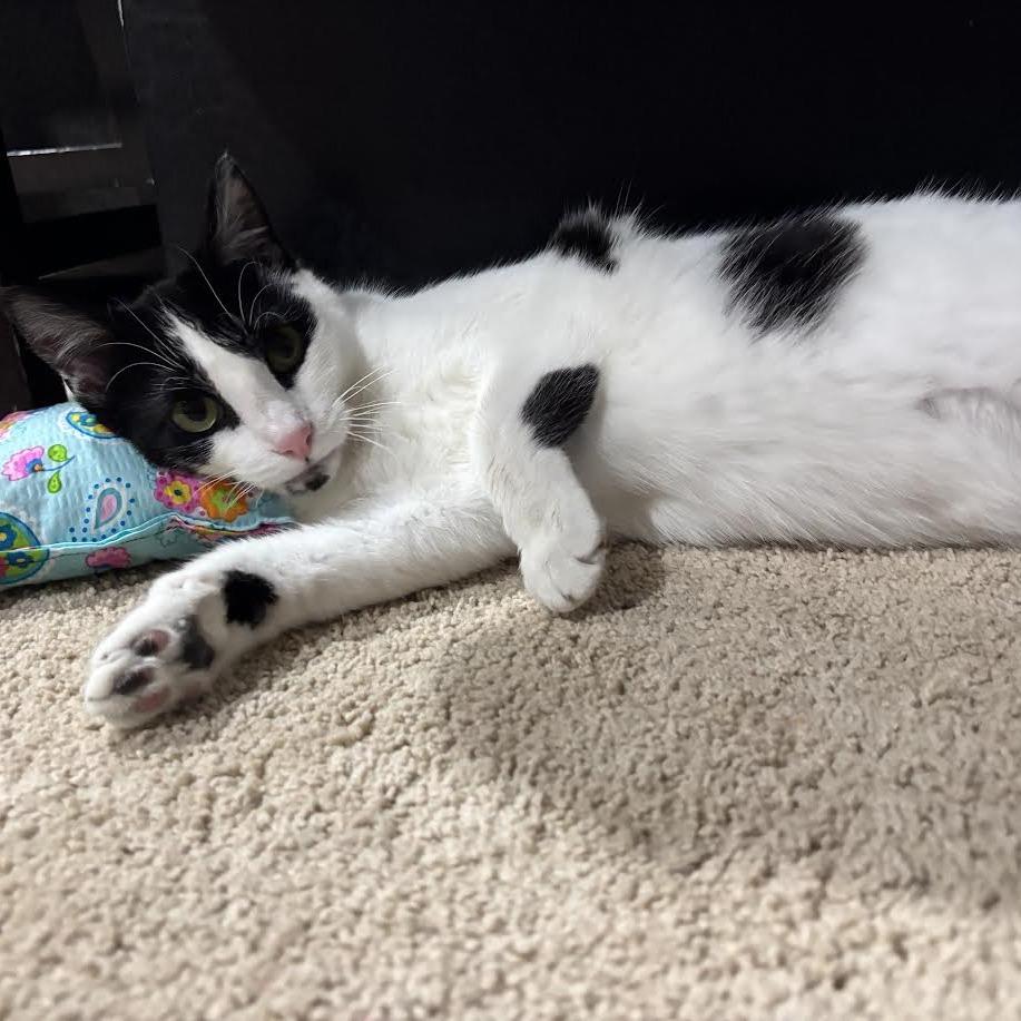 Enlarge Valentina, a Adoptable Domestic Short Hair in Madison, WI image 4/6