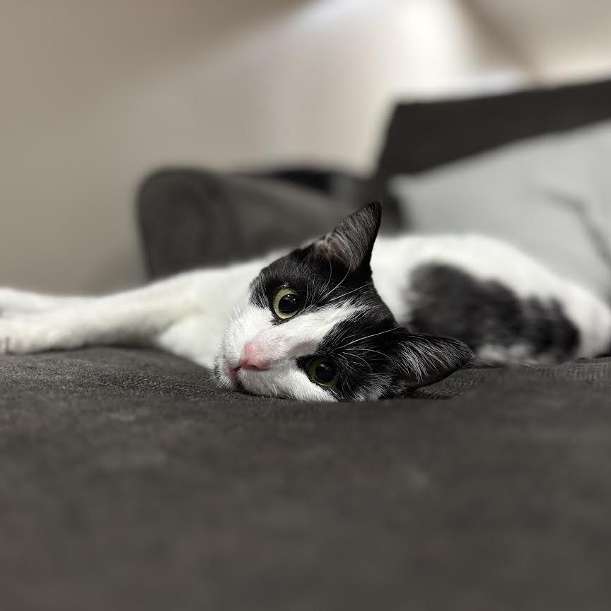 Enlarge Valentina, a Adoptable Domestic Short Hair in Madison, WI image 5/6