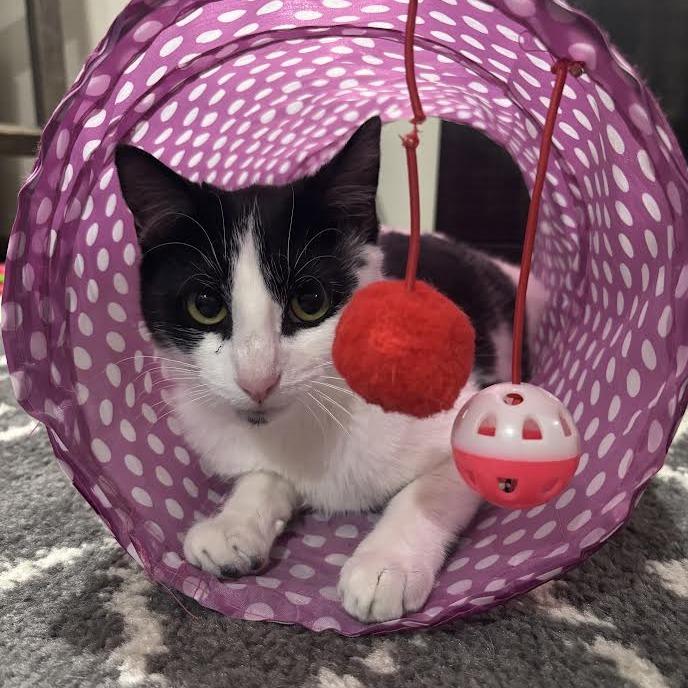 Enlarge Valentina, a Adoptable Domestic Short Hair in Madison, WI image 6/6