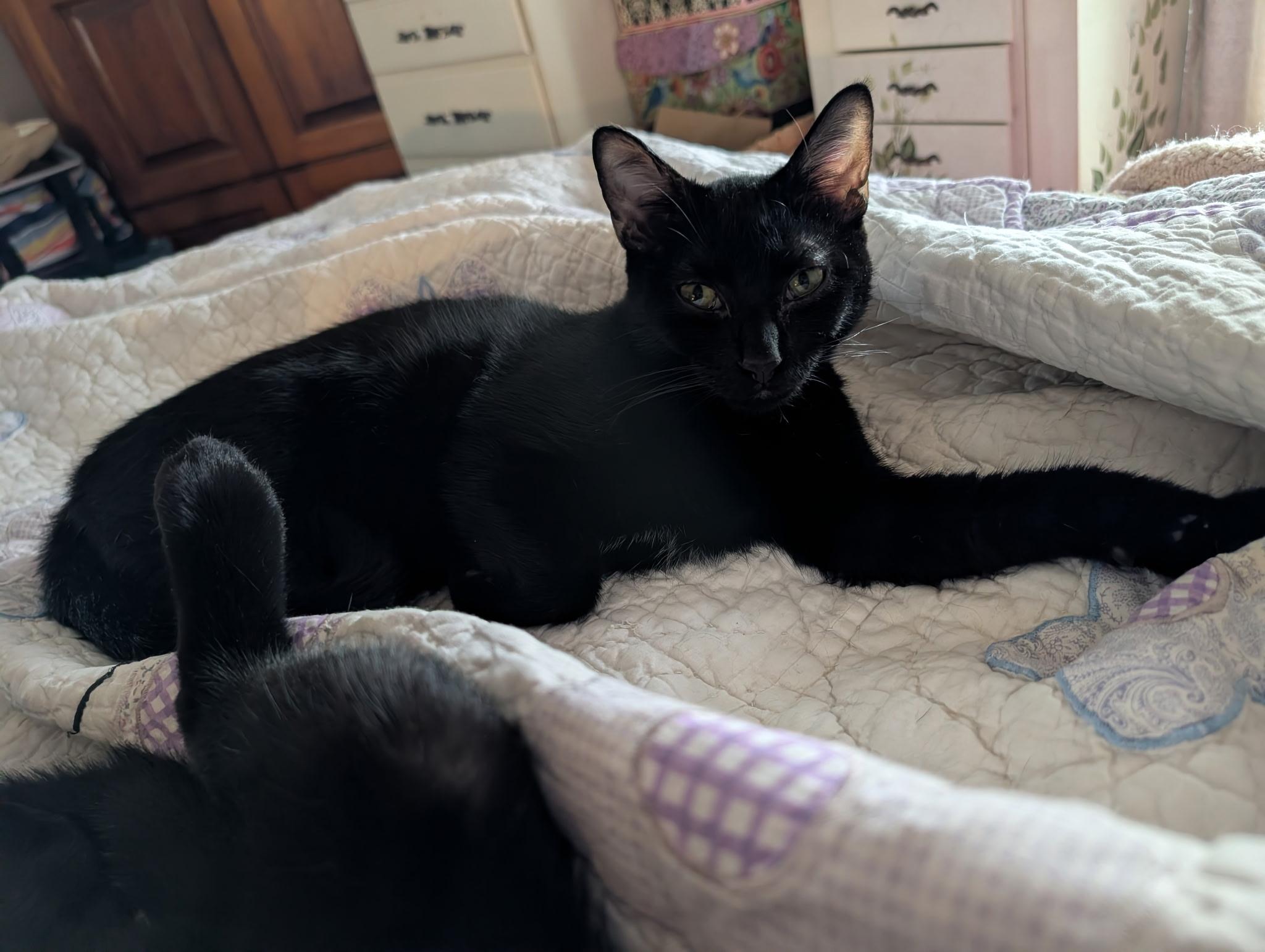 Sam , ADOPTABLE, Young Male Domestic Short Hair.