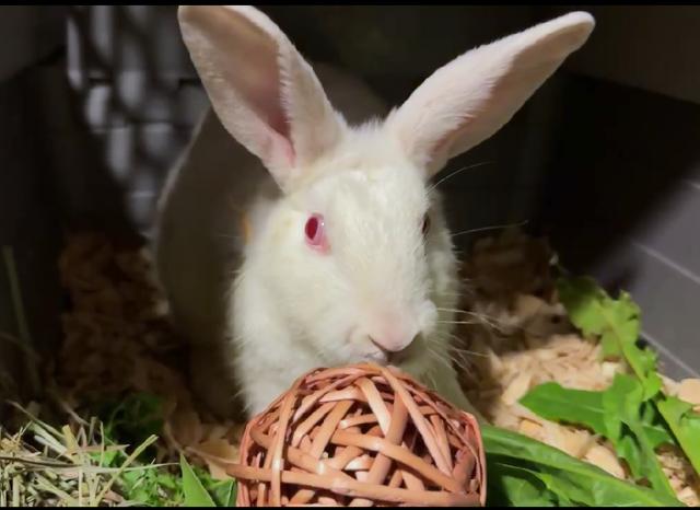 Enlarge Bacon, a Adoptable mixed breed in Utica, NY image 2/3