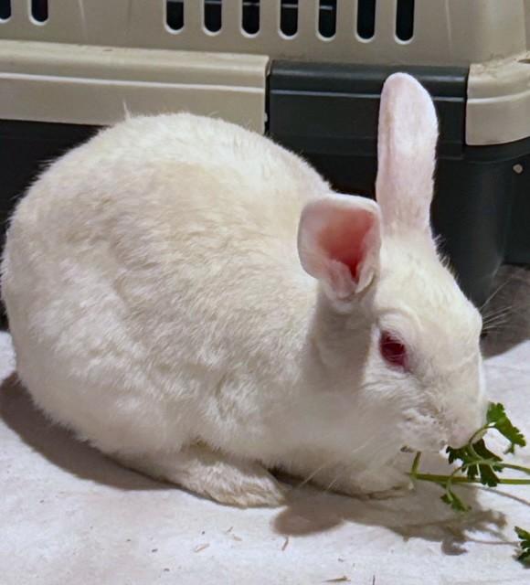 Enlarge Bacon, a Adoptable mixed breed in Utica, NY image 3/3