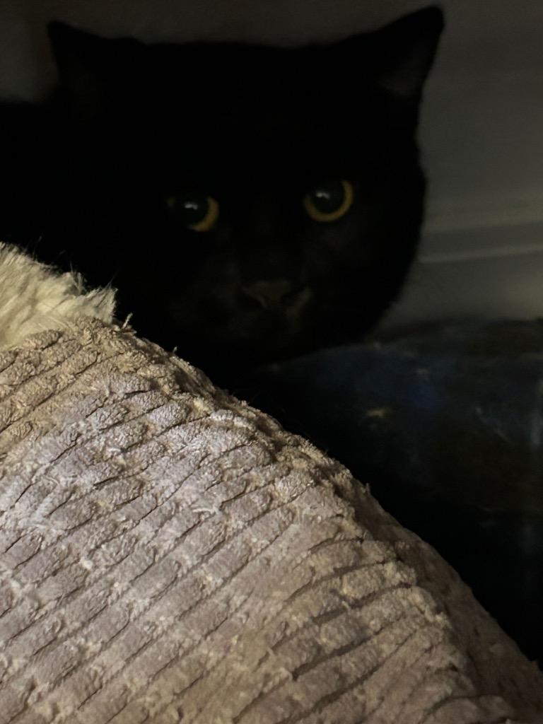 Girl Friend (aka Pecan), Adoptable, Adult Female Domestic Short Hair.