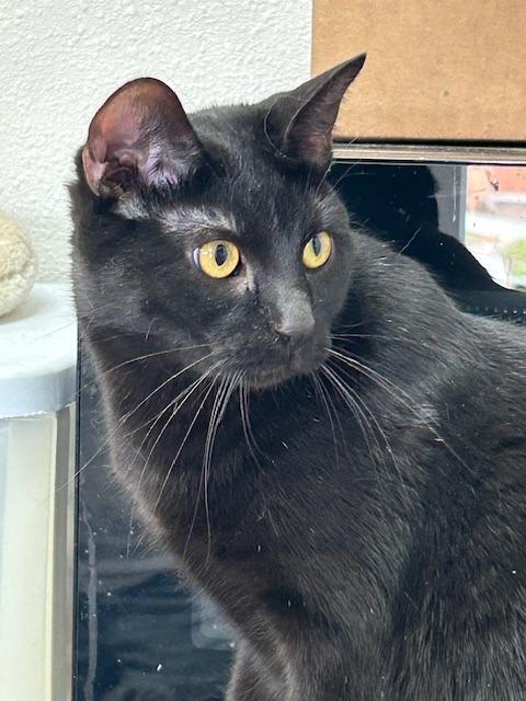 Enlarge Girl Friend (aka Pecan), a Adoptable mixed breed in Grand Junction, CO image 2/2