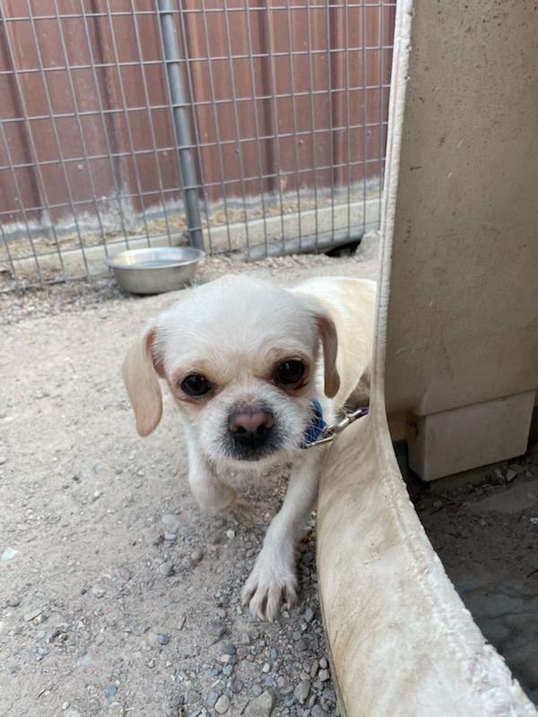 Enlarge Sprout, a ADOPTABLE mixed breed in Polson, MT image 4/4