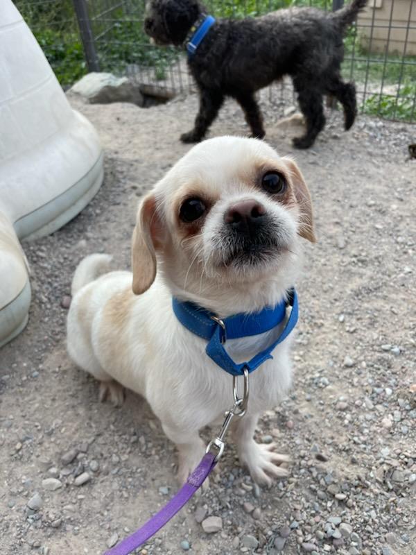 Enlarge Sprout, a ADOPTABLE mixed breed in Polson, MT image 2/4