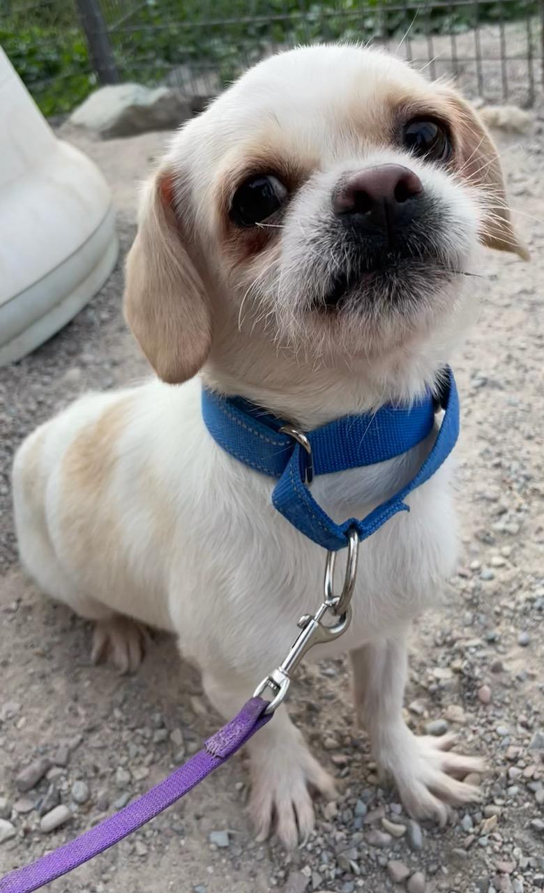 Enlarge Sprout, a ADOPTABLE mixed breed in Polson, MT image 3/4