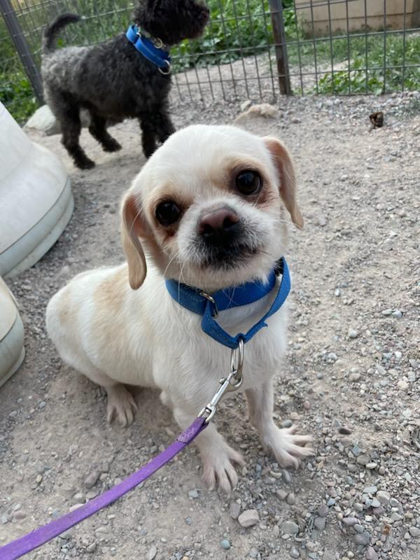 Sprout, ADOPTABLE, Adult Male Pug.
