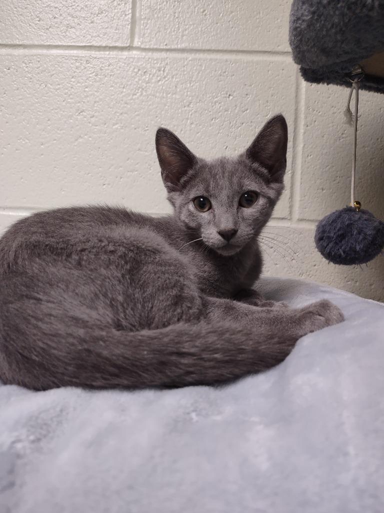 Enlarge Sterling, a Adoptable mixed breed in Hamilton, OH image 1/1