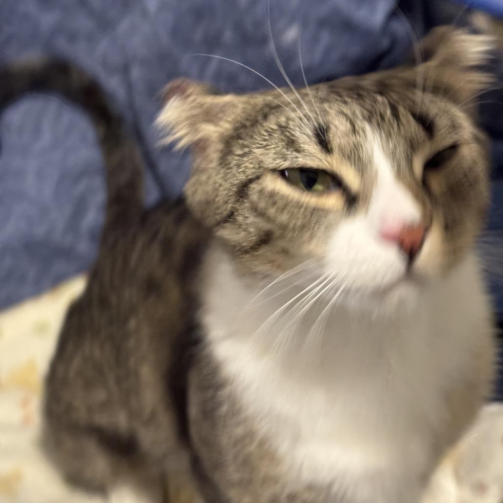 Little Ears, Adoptable, Adult Female Domestic Short Hair.