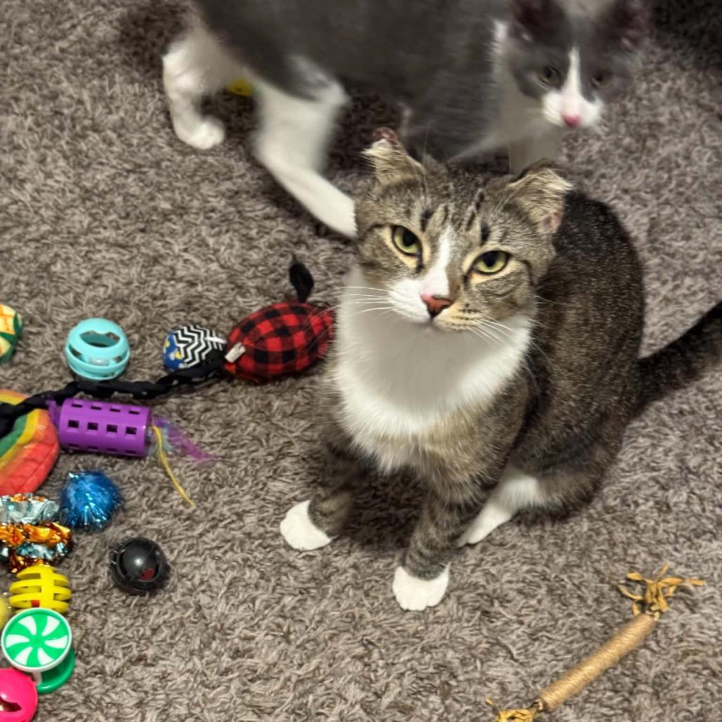 Enlarge Little Ears, a Adoptable Domestic Short Hair in Las Vegas, NV image 2/6