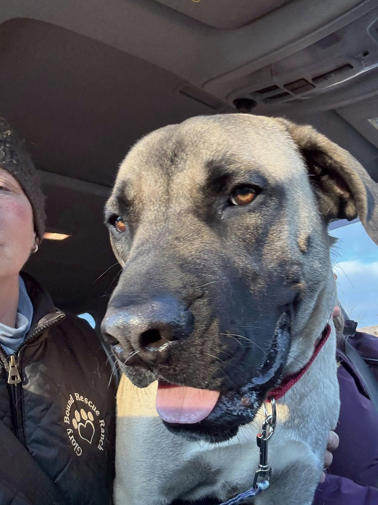 Enlarge Cal, a ADOPTABLE Mastiff in Marengo, IL image 3/3