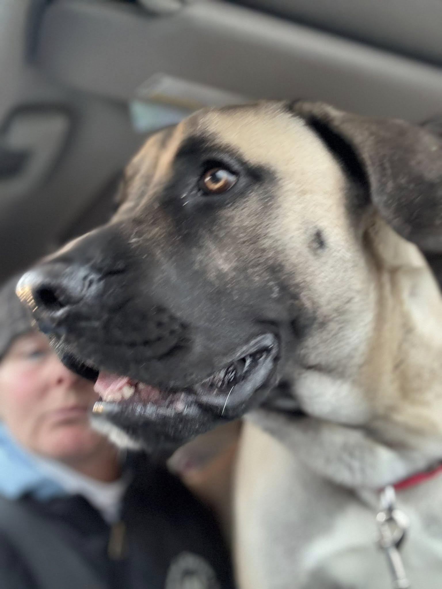 Cal, ADOPTABLE, Young Male Mastiff.