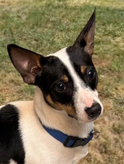 Perrito, Adoptable, Adult Male Rat Terrier & Mixed Breed.