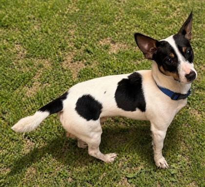 Enlarge Perrito, a Adoptable mixed breed in Baraboo, WI image 2/3