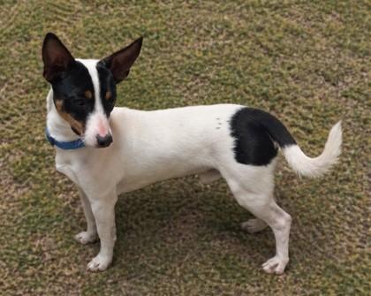 Enlarge Perrito, a Adoptable mixed breed in Baraboo, WI image 3/3