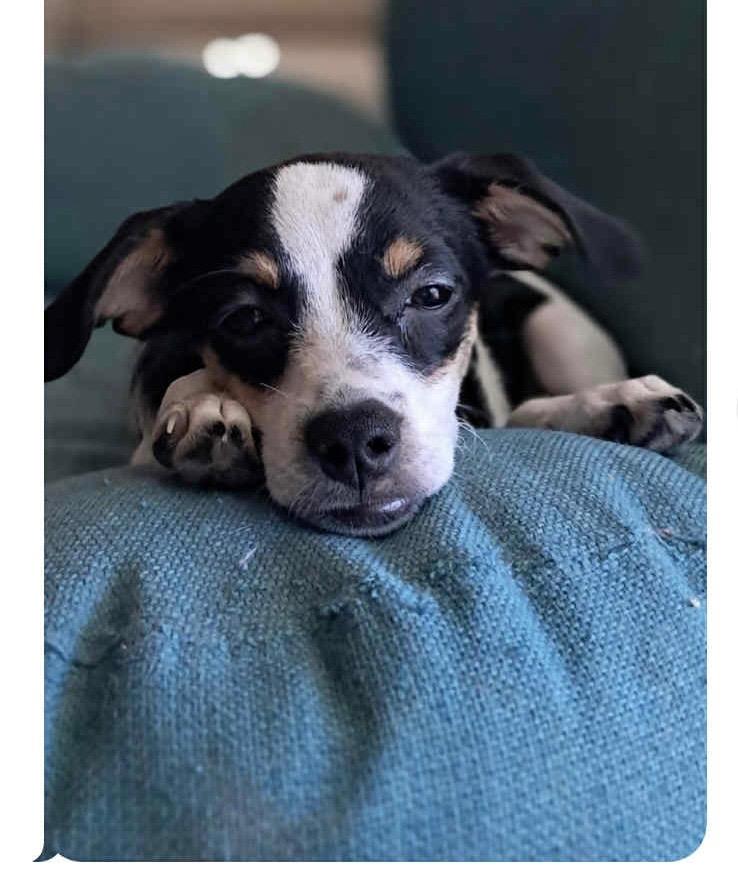 Candy Apple, Adoptable, Young Female Chihuahua & Shepherd.