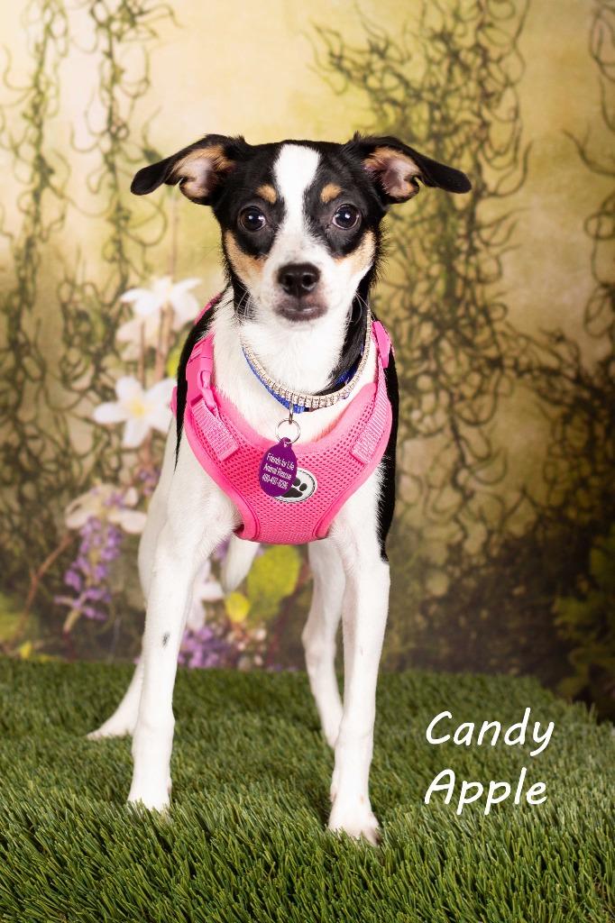 Candy Apple, a Adoptable mixed breed in Gilbert, AZ image 2/2