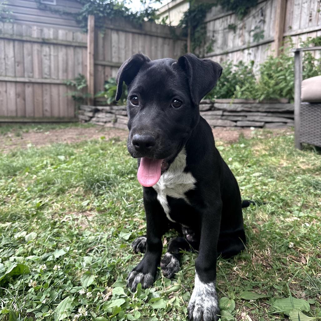 Floatie, Adoptable, Puppy Female Mixed Breed & Australian Cattle Dog / Blue Heeler.