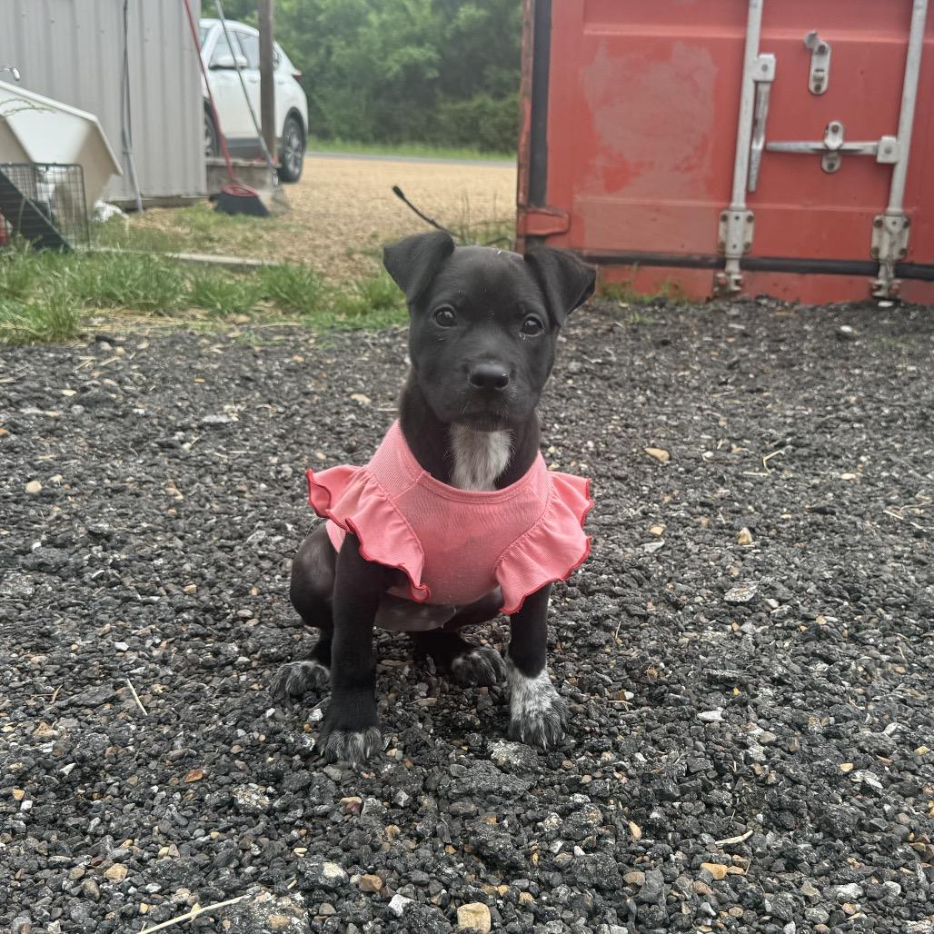 Floatie, a Adoptable mixed breed in Jersey City, NJ image 2/6