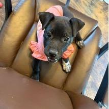 Floatie, a Adoptable mixed breed in Jersey City, NJ image 3/6