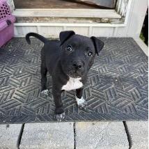 Floatie, a Adoptable mixed breed in Jersey City, NJ image 4/6