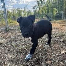 Floatie, a Adoptable mixed breed in Jersey City, NJ image 6/6