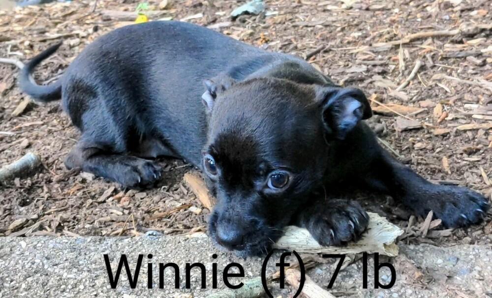 Winnie, Adopted, Puppy Female Dachshund & Chihuahua.