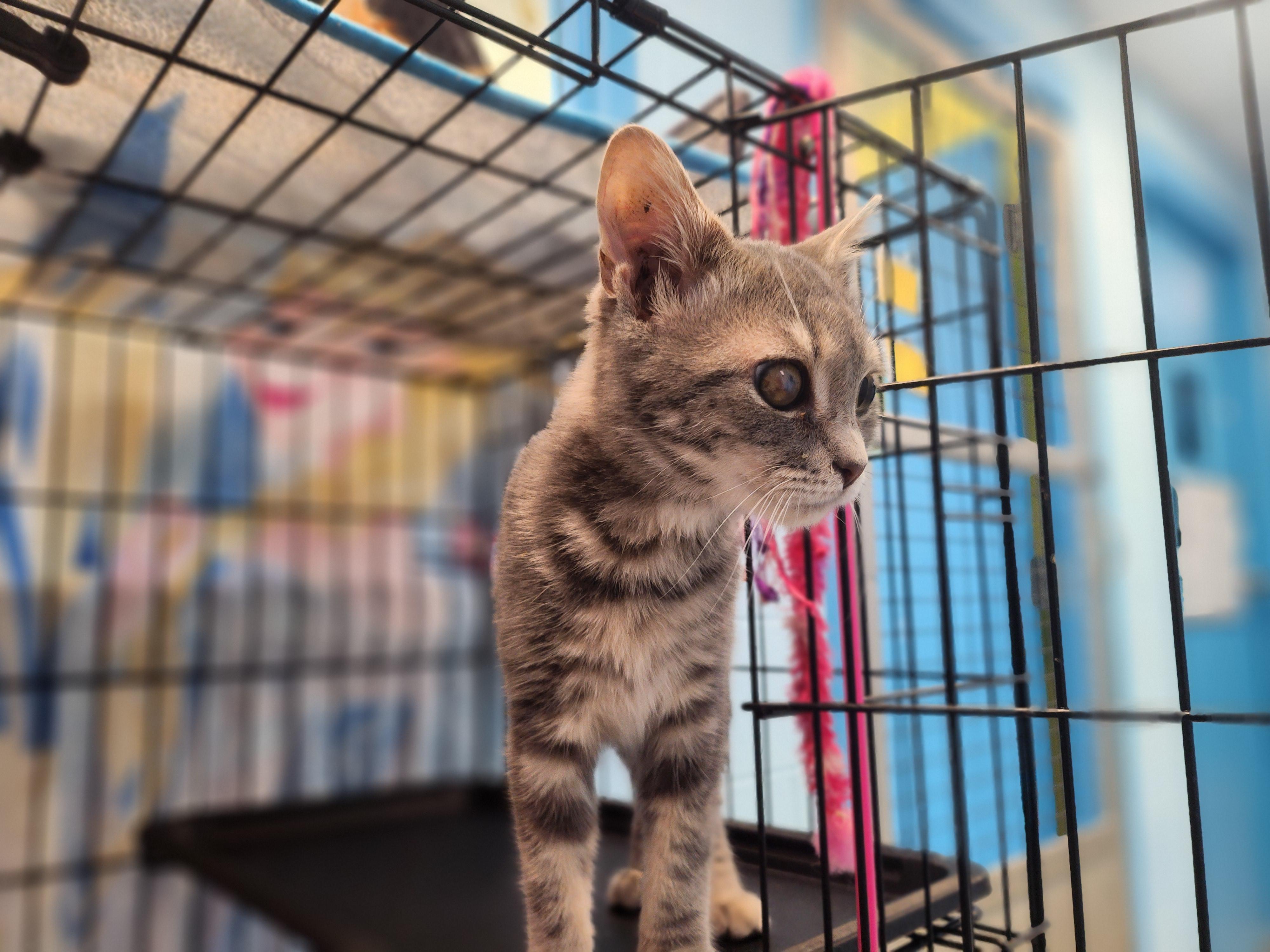 Enlarge Bacchus, a Adoptable Domestic Short Hair in Stanley, VA image 2/3