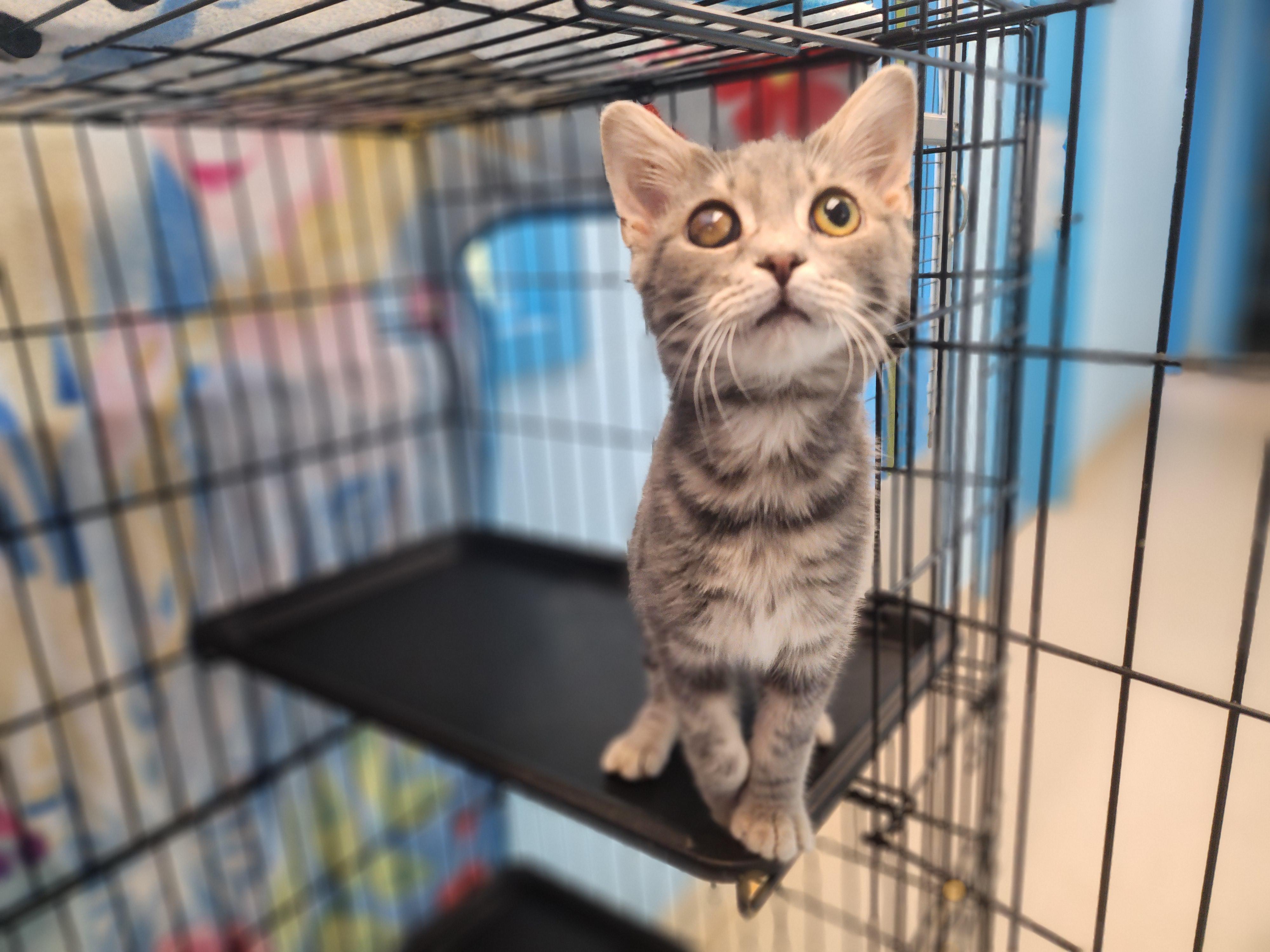 Enlarge Bacchus, a Adoptable Domestic Short Hair in Stanley, VA image 3/3