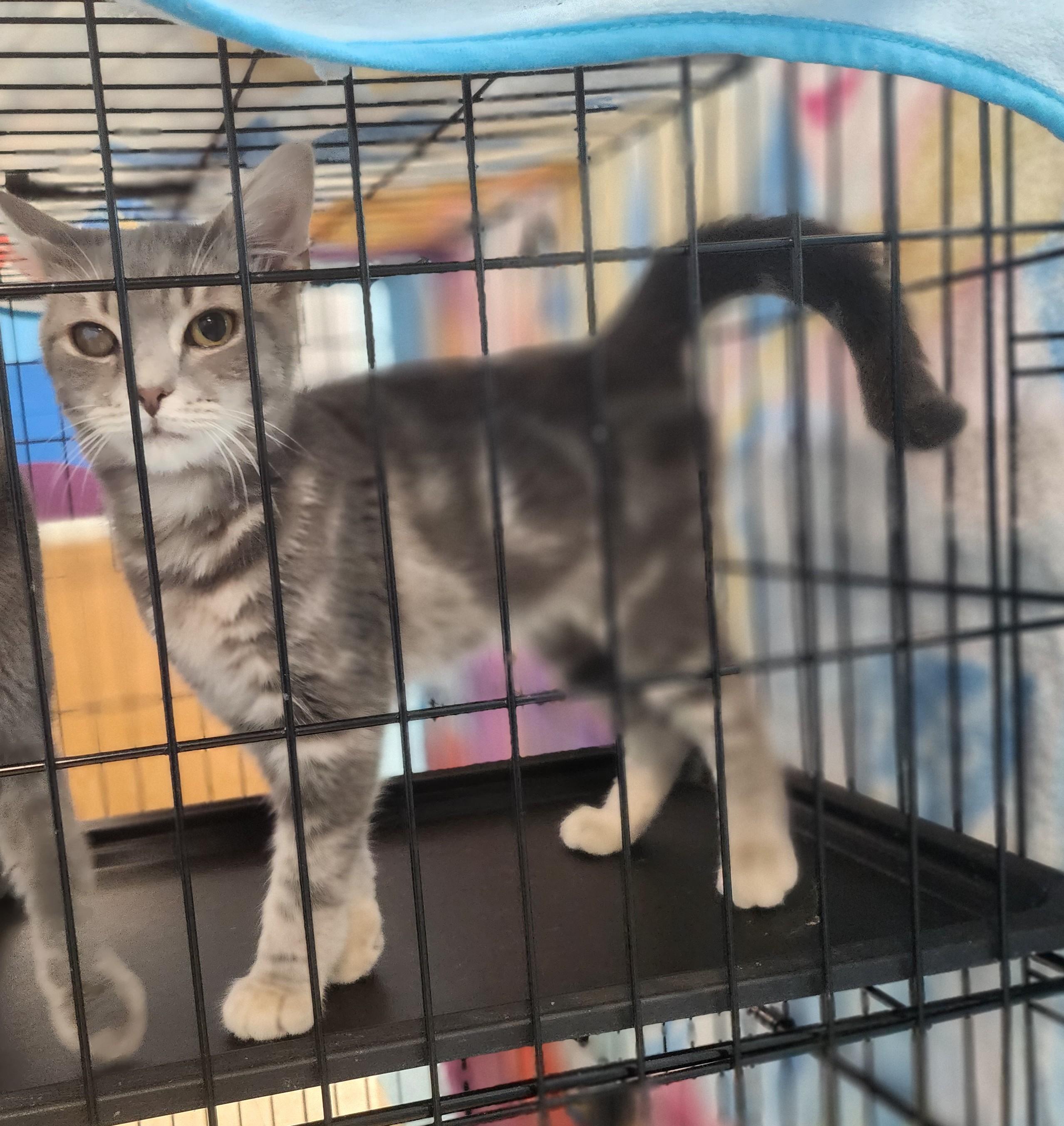 Bacchus, Adoptable, Young Male Domestic Short Hair.