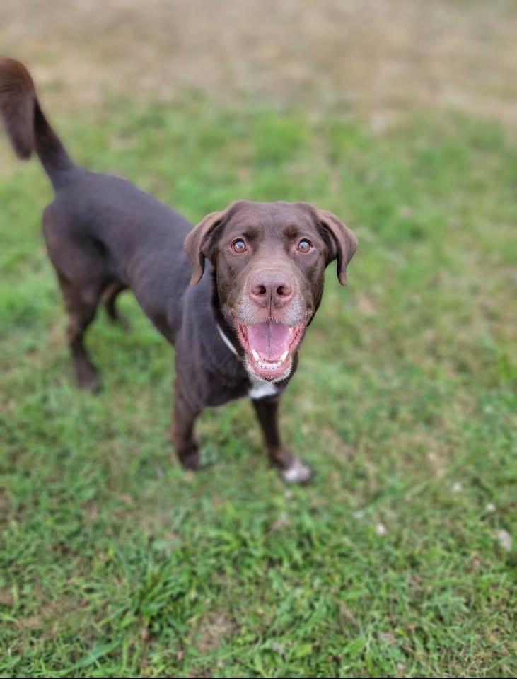 Enlarge Turkey, a Adoptable Labrador Retriever in Heber City, UT image 1/2