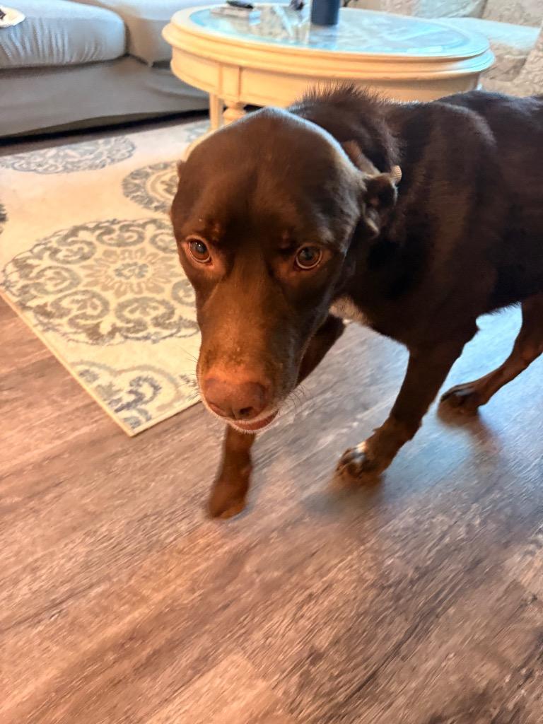 Enlarge Turkey, a Adoptable Labrador Retriever in Heber City, UT image 2/2