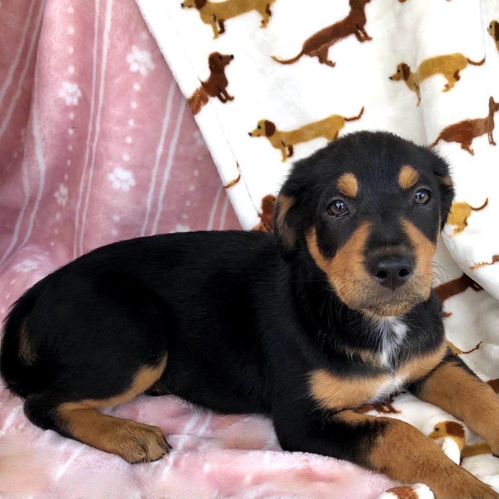 Kira (Victoria Litter), an adopted mixed breed in Haddonfield, NJ image 3/3