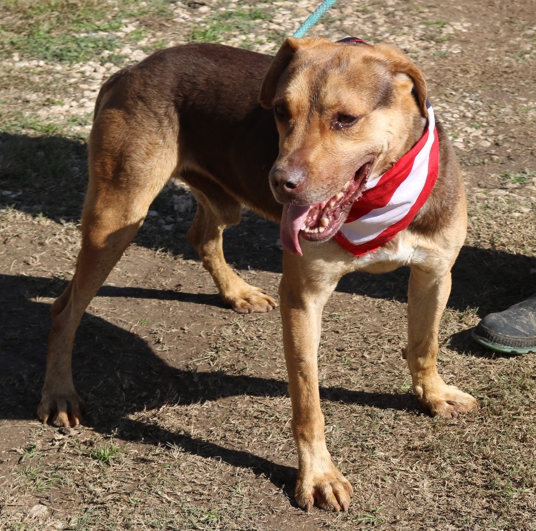 Enlarge Picasso, a Adoptable mixed breed in Bandera, TX image 1/4