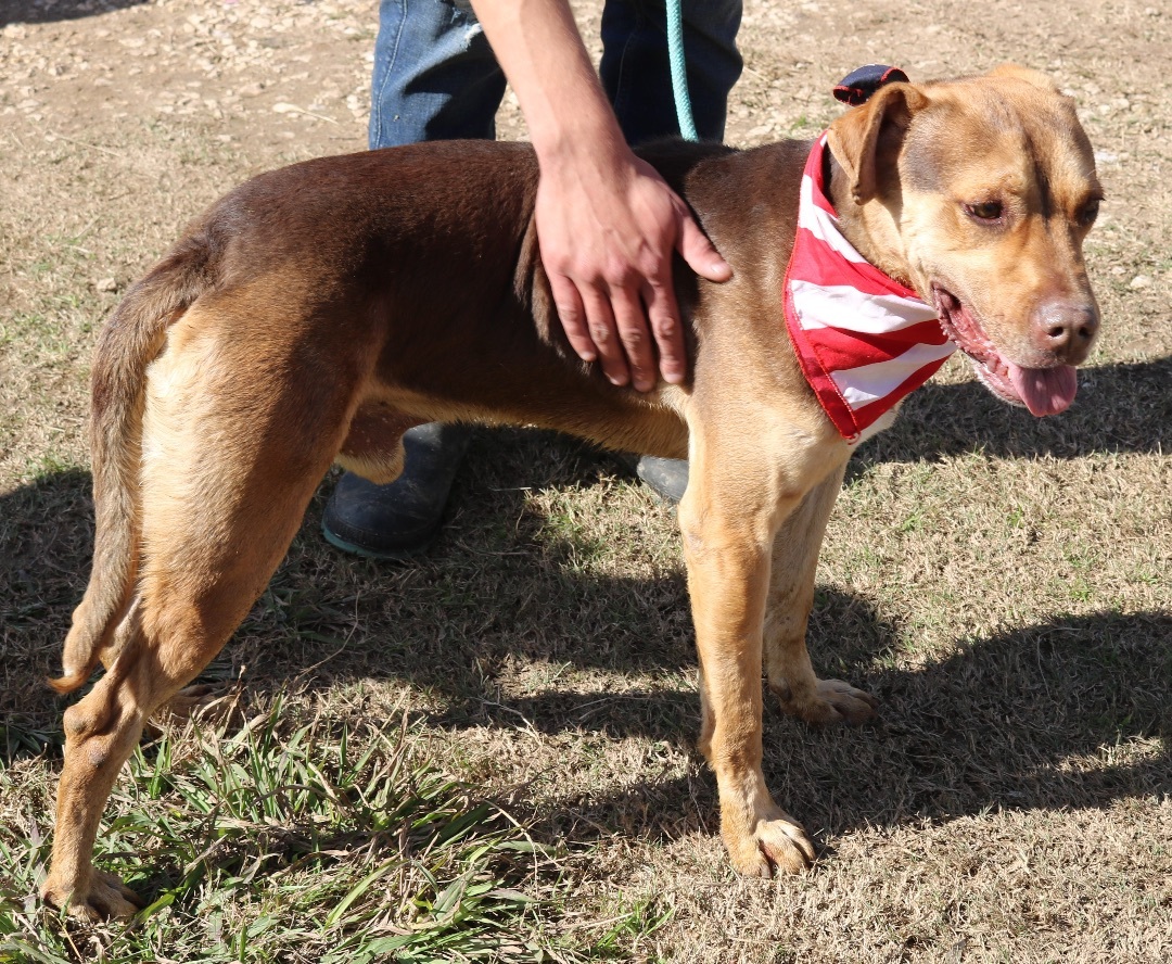 Enlarge Picasso, a Adoptable mixed breed in Bandera, TX image 2/4