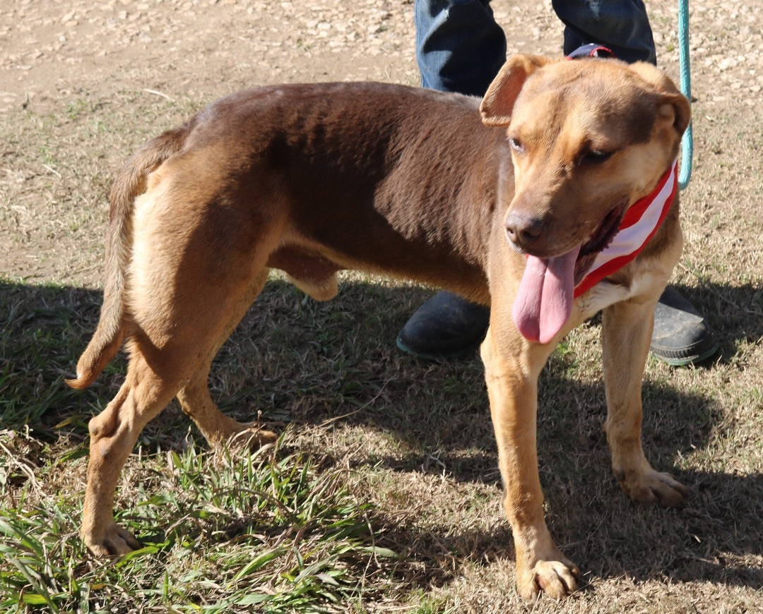 Enlarge Picasso, a Adoptable mixed breed in Bandera, TX image 3/4